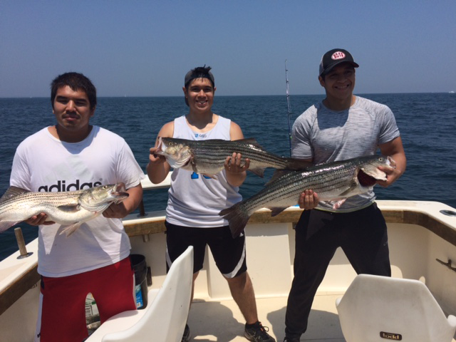 Aces Wild Rhode Island Fishing Charter land Several Large Striped Bass