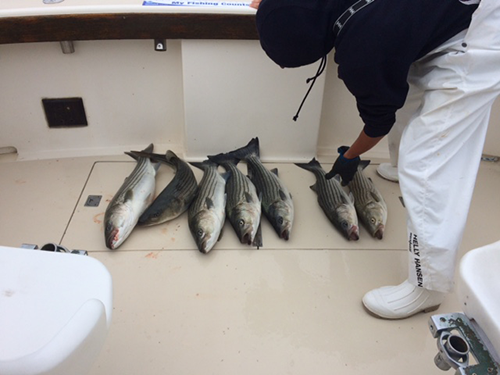 Aces Wild Fishing Striped Bass Charter