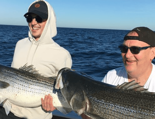 The Big Striped Bass Arrived for Joe Grasso and Company